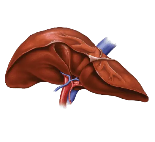 Digestive & Liver Health